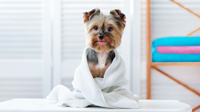 Happy yorkshire terrier dog after bath