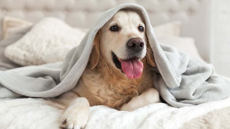 Happy smiling young golden retriever dog under light gray plaid. Pet warms under a blanket in cold winter weather. Pets friendly and care concept.