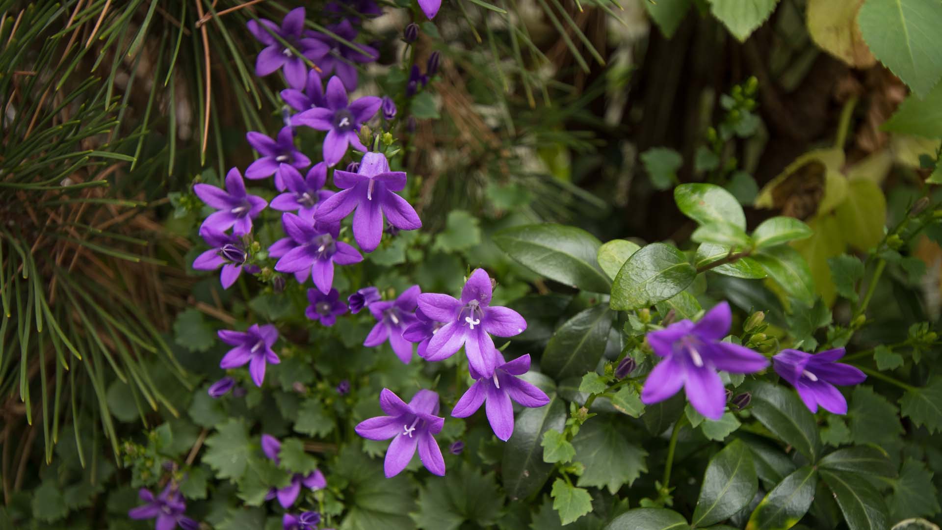 Campanula poscharskyana, trailing bellflower