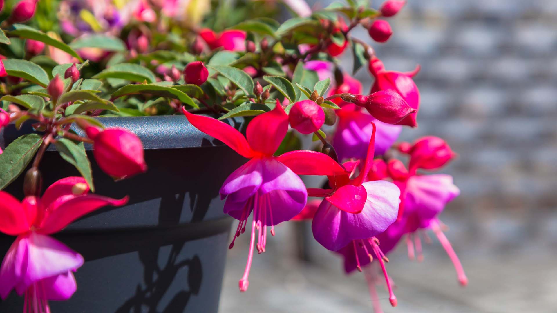 Fuchsias in a plant pot