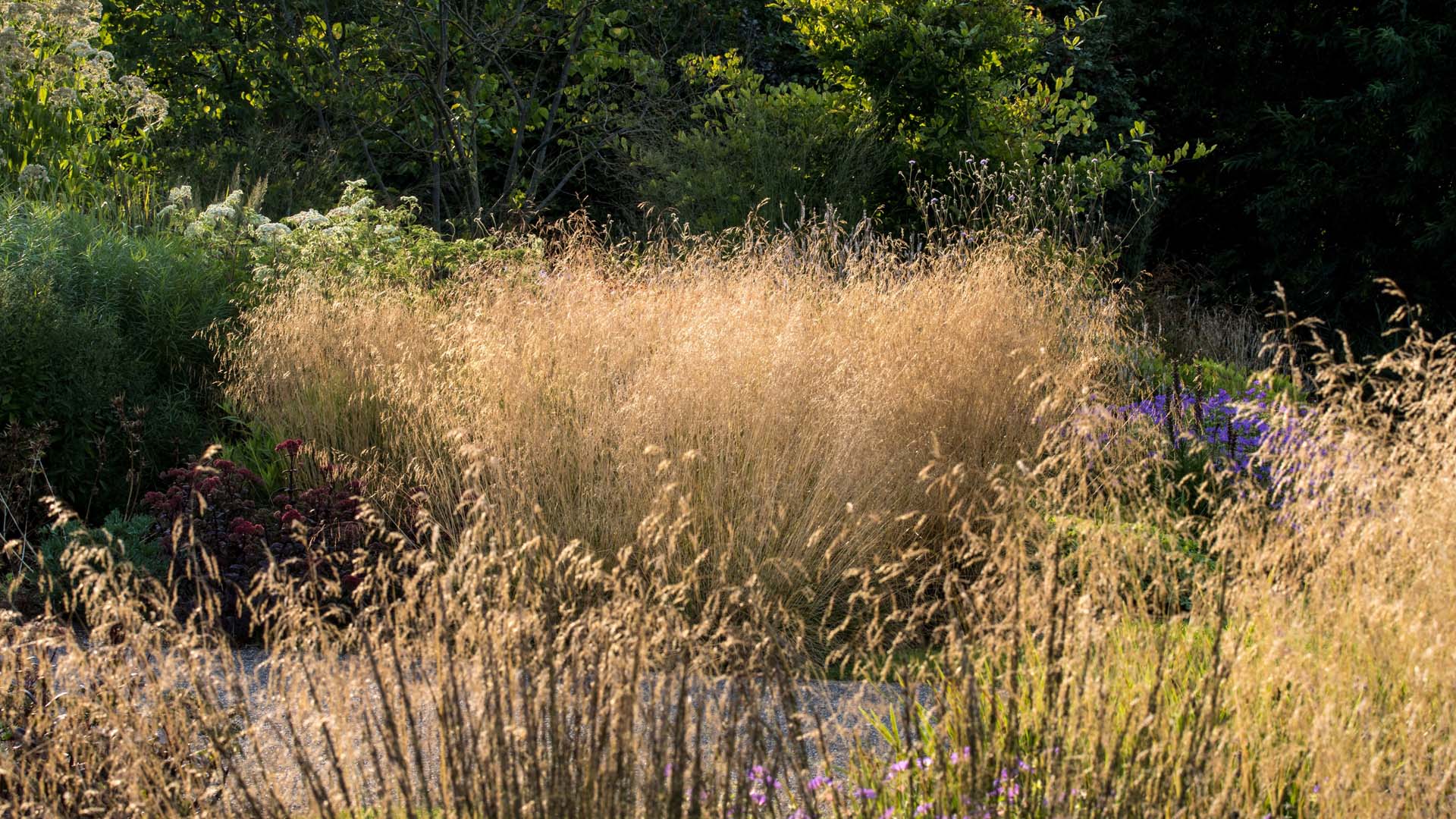 Deschampsia cespitosa, tufted hair grass
