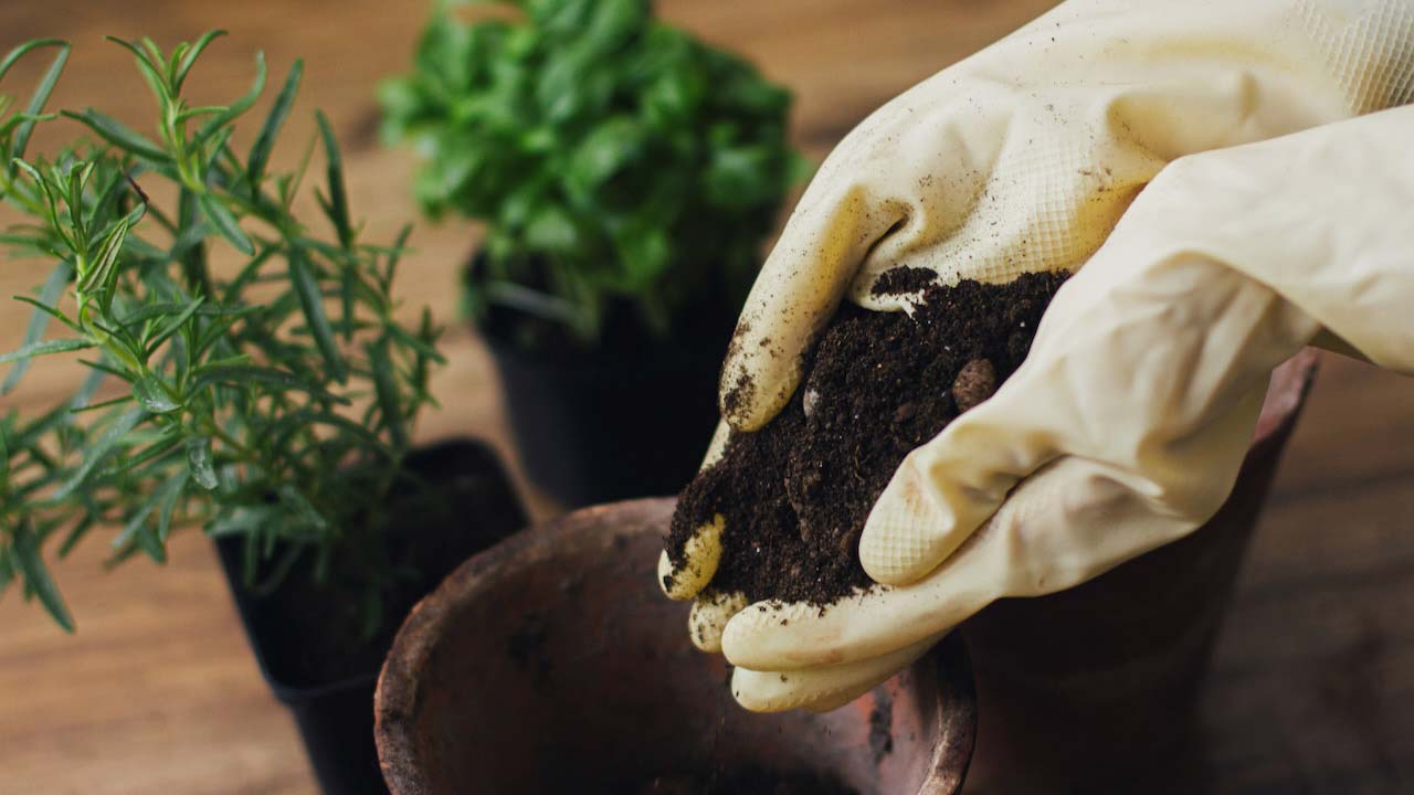 Gloved hands filling a pot with soil with a potted basil and rosemary plant in the background