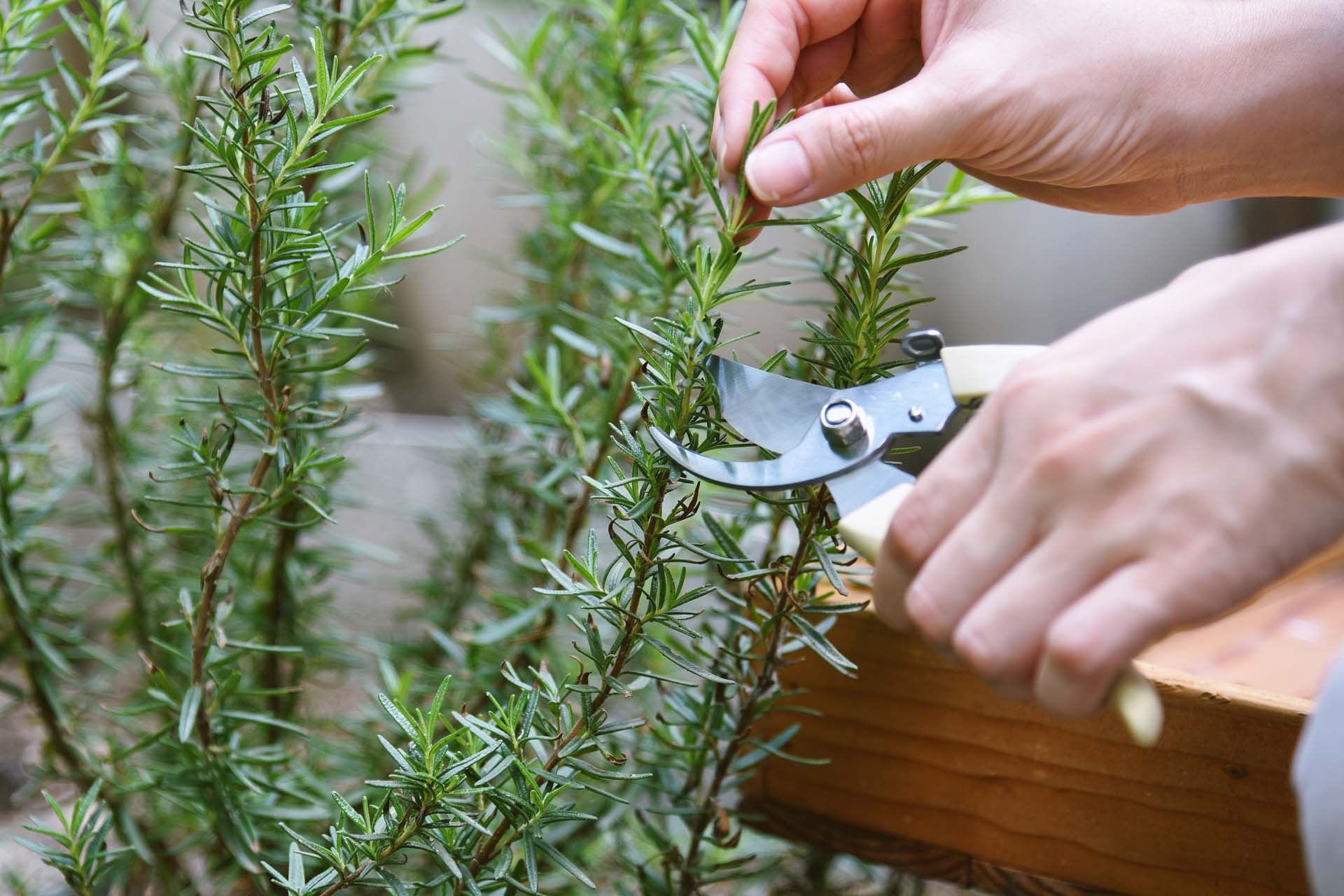 Close-up of someone using secateurs to take a cutting of rosemary leaves