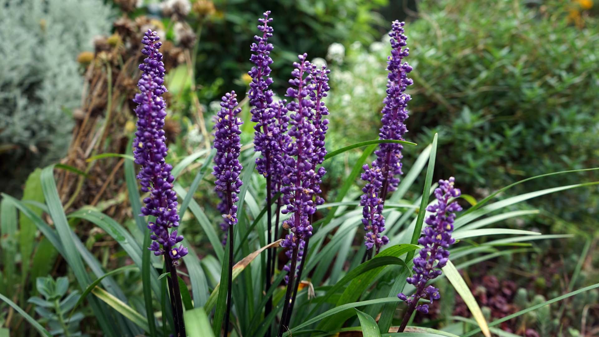  Liriope muscari, lily turf