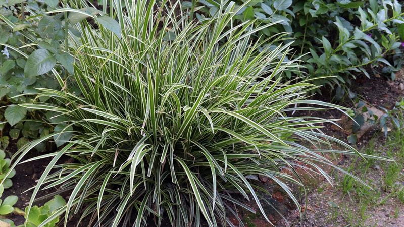 Carex morrowii, Japanese sedge