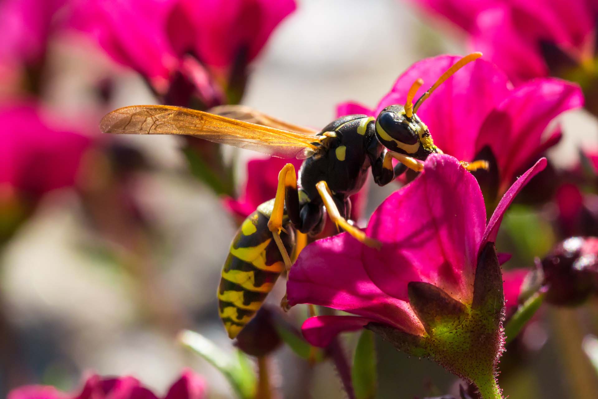 A wasp sitting on a brightly coloured flower
