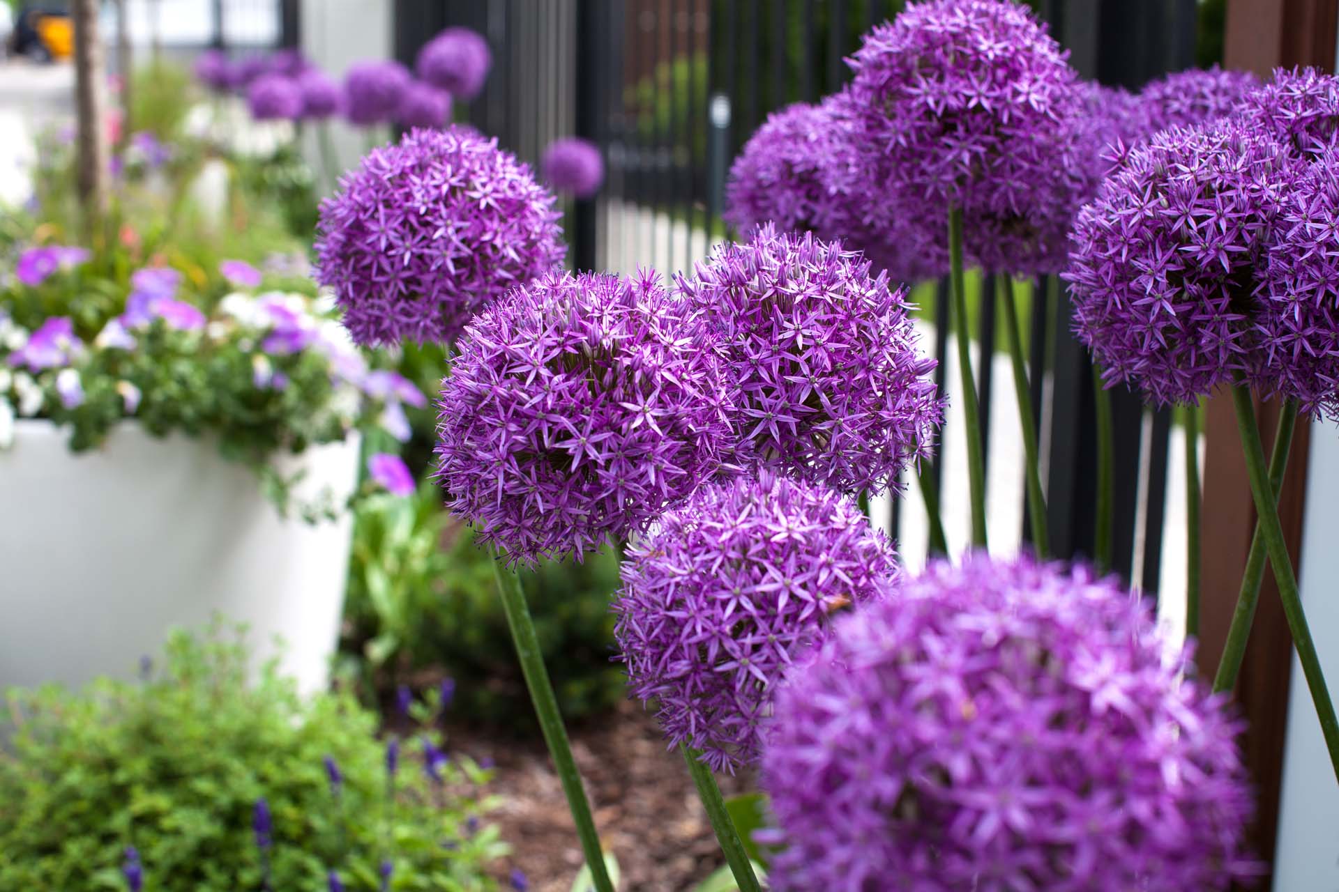 Close-up of purple flowering alliums