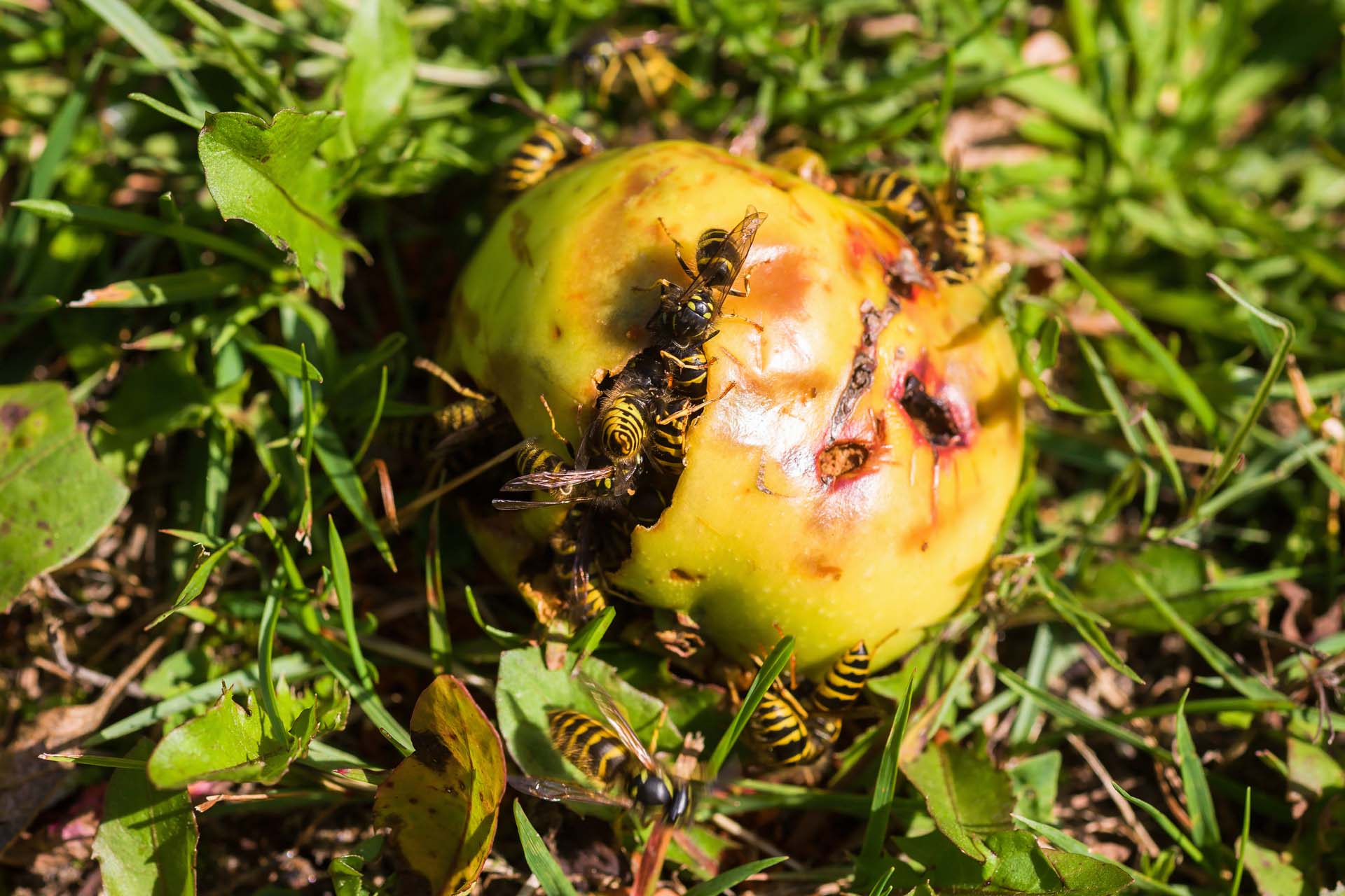 Rotting fruit lying on the grass