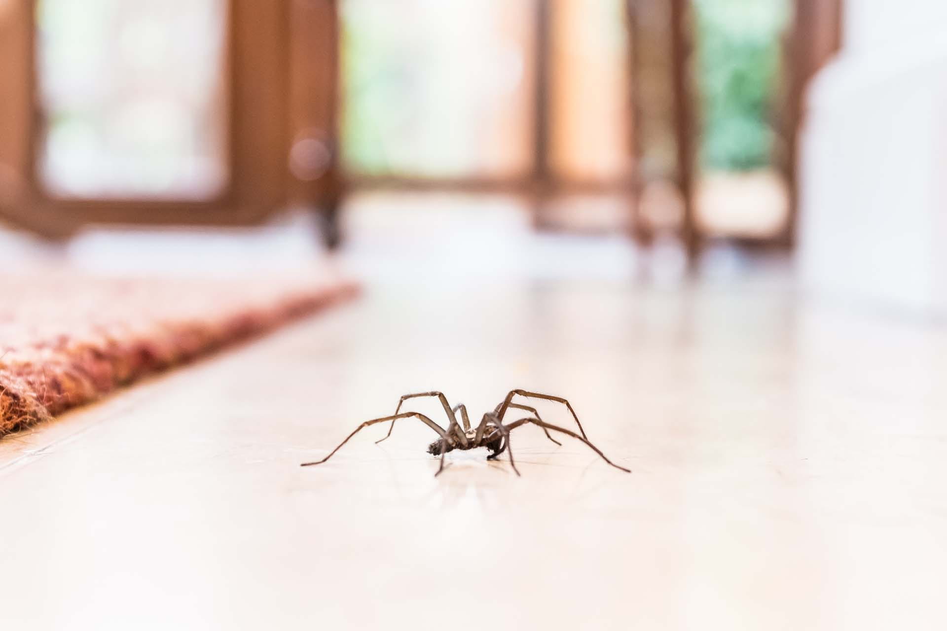 Spider on a hard floor