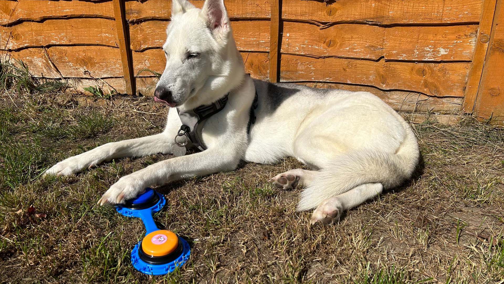 A large dog in a garden with its paws next to two training buttons