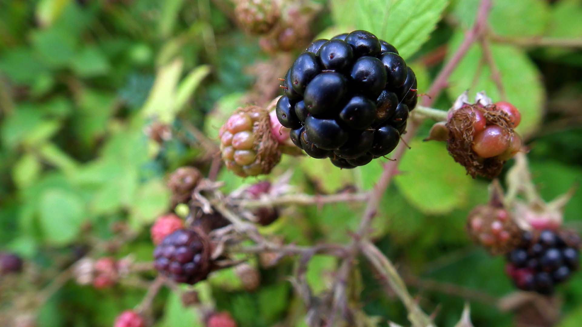 A close-up of a ripe blackberry