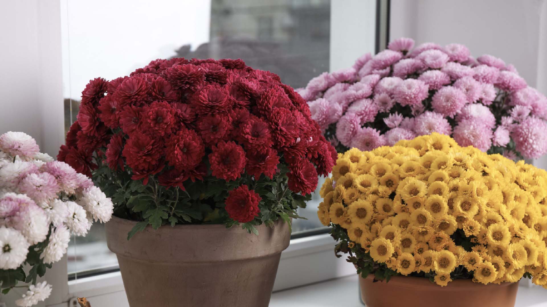 Red, pink, and yellow chrysanthemums on display
