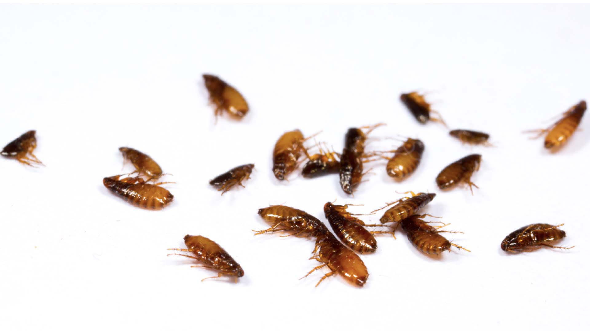 A pile of fleas on a plain white background