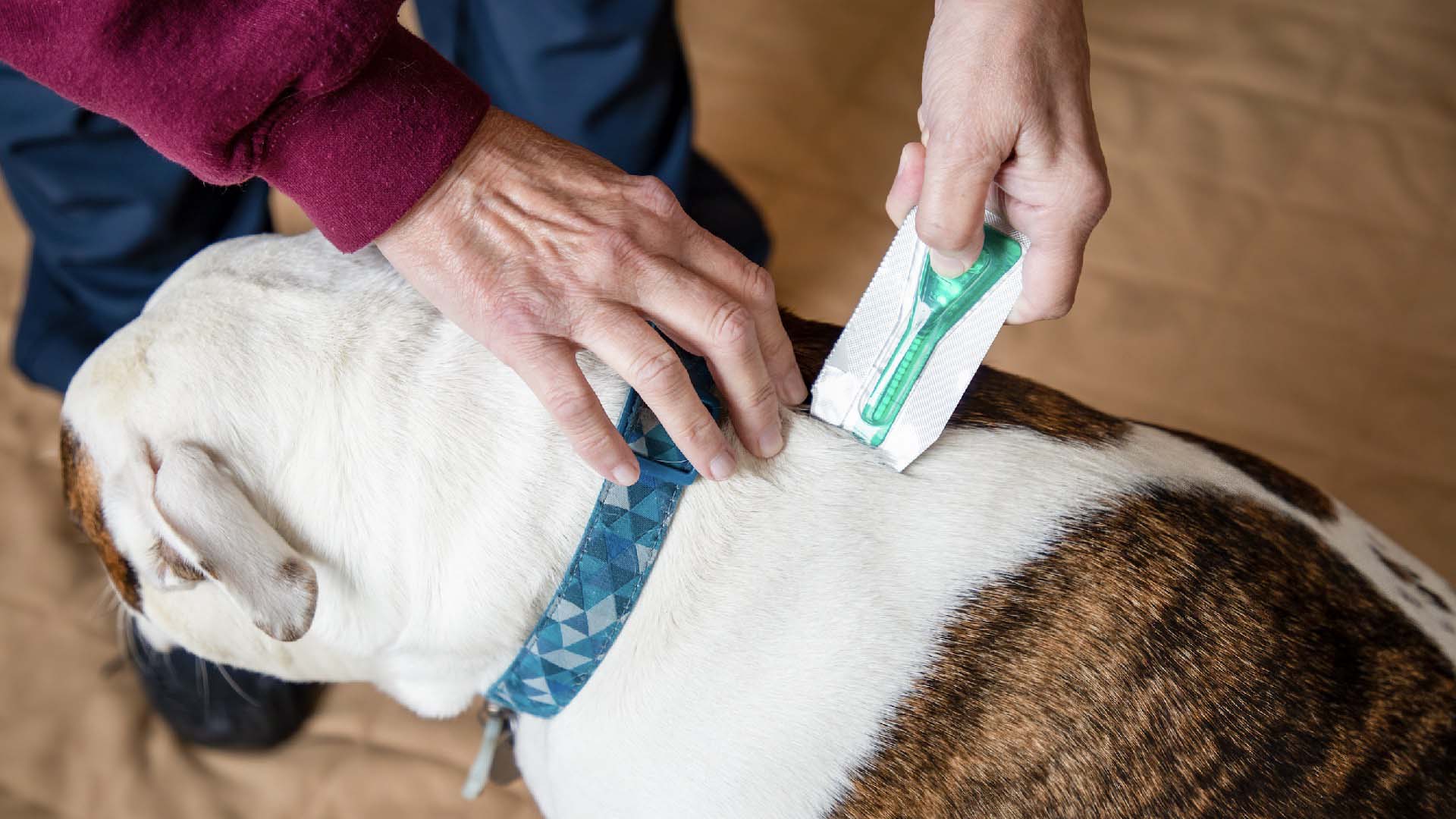 A dog receives flea treatment