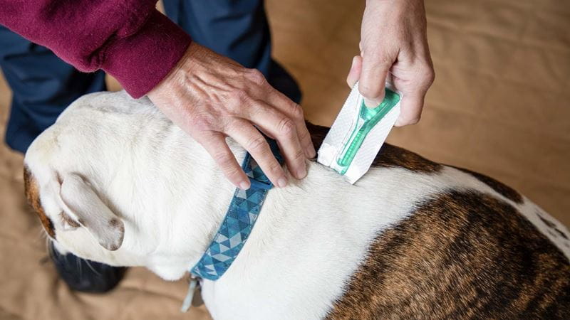 A dog receives flea treatment