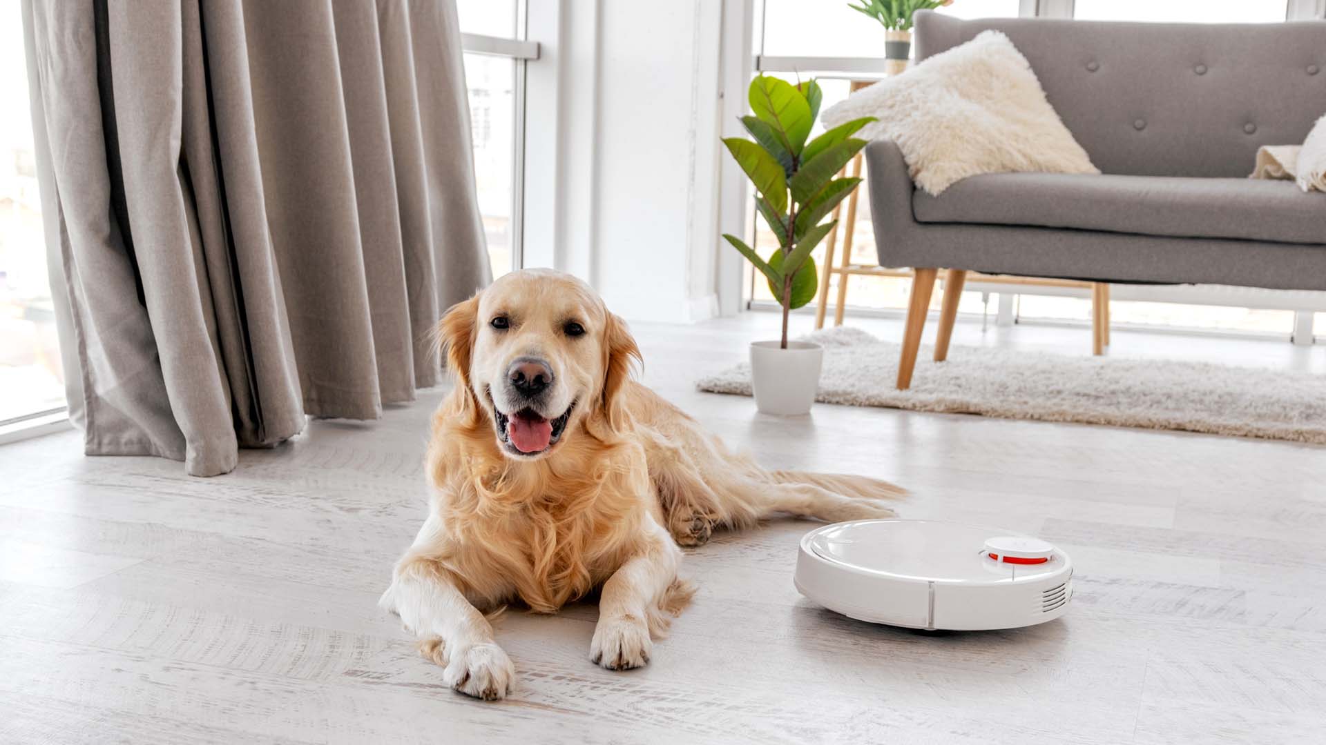 dog sitting next to a robot vacuum