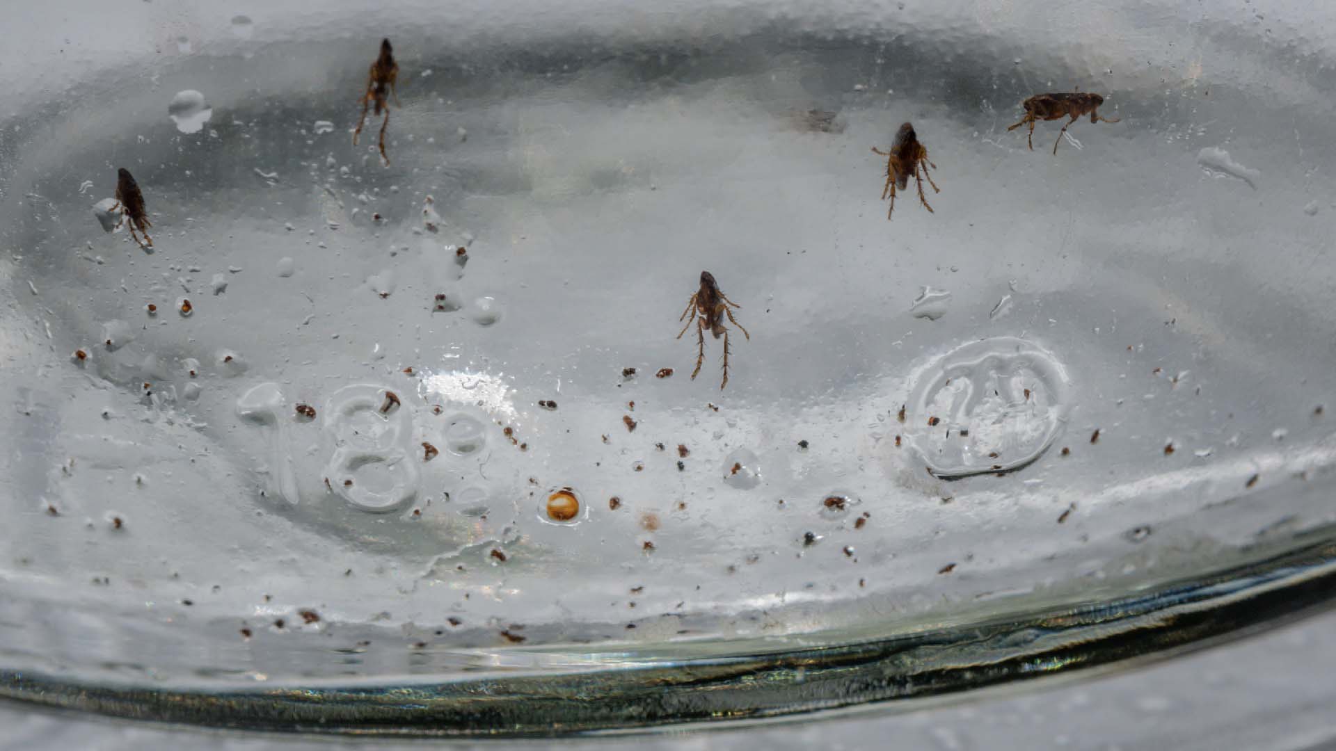 Fleas caught in a sticky trap