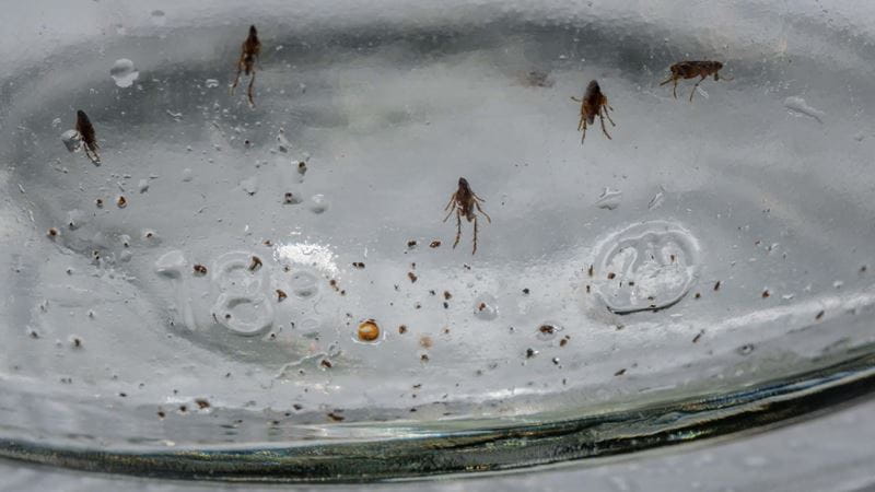 Fleas caught in a sticky trap