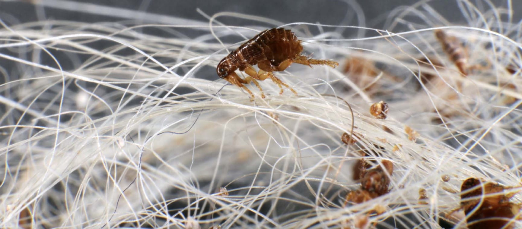 Fleas amongst fabric fibers