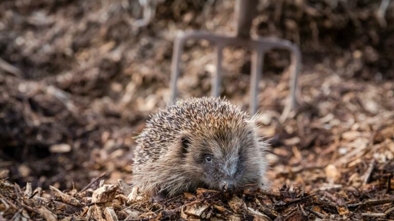 hedgehog in a compost pile