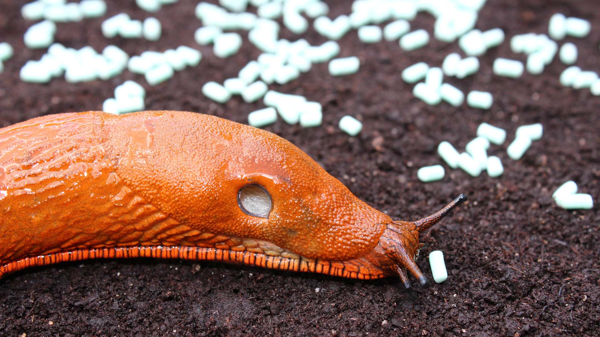 A red snail and slug pellets