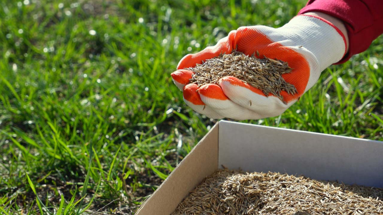 Sowing the lawn in the spring. A female hand in a glove holds the seeds of lawn grass over a cardboard box, against a background of green grass.