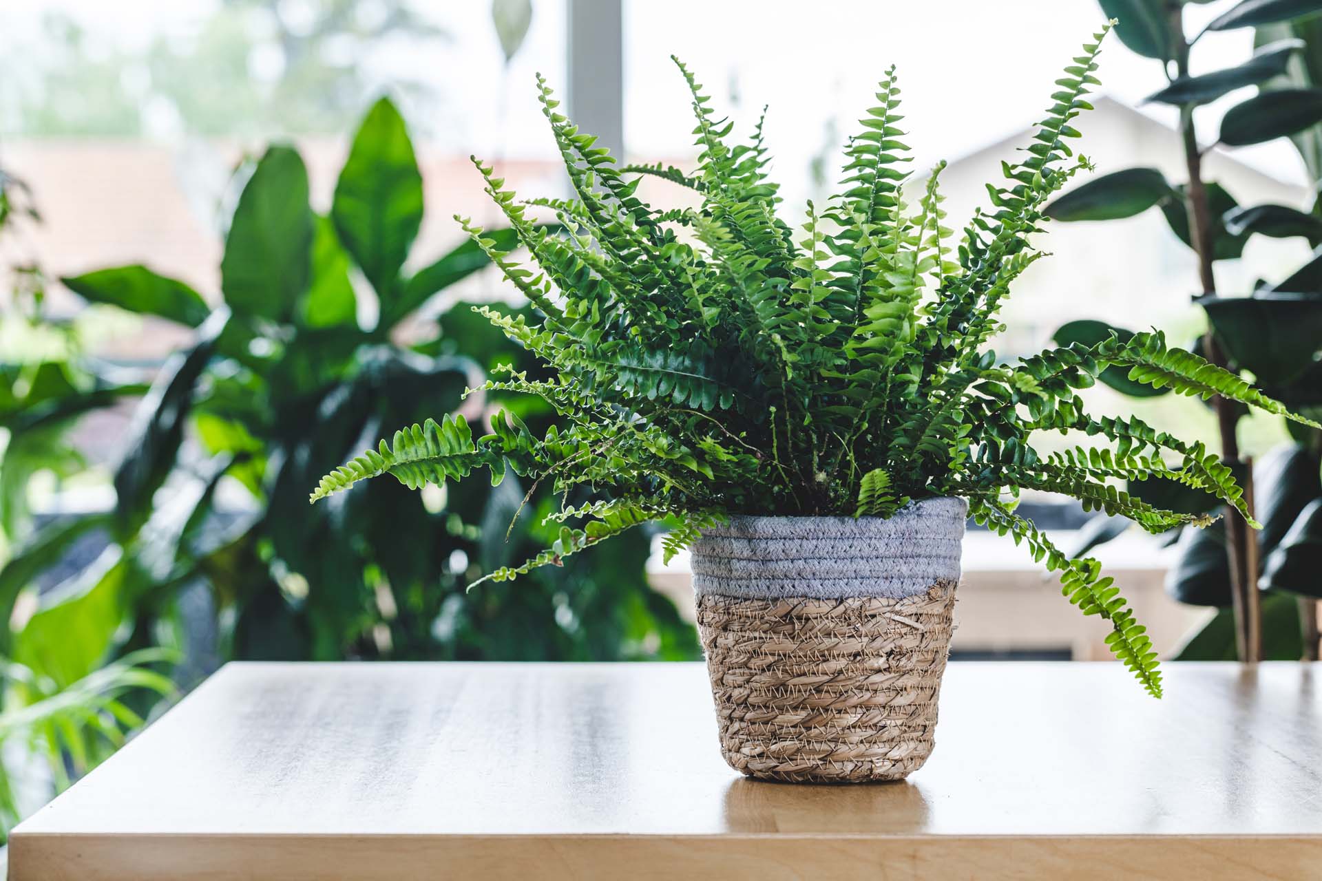 Nephrolepis exaltata (Boston fern, Green Lady) on wooden table with large plants in the background