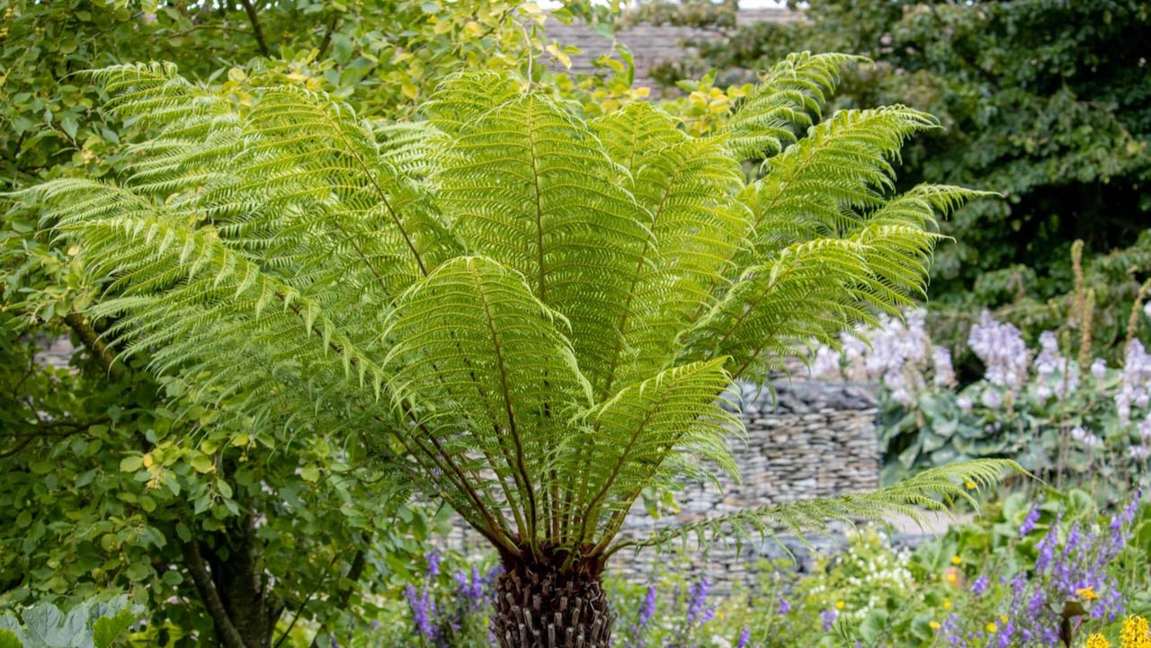 Large Dicksonia antarctica in full leaf in summer