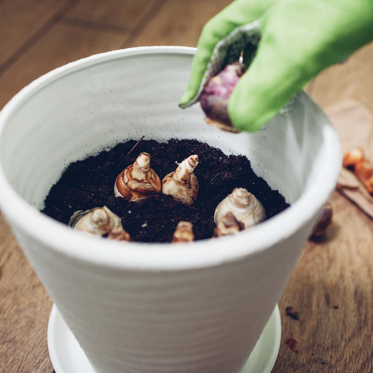 Monty Don's latest TV appearance reveals tips for planting spring bulbs