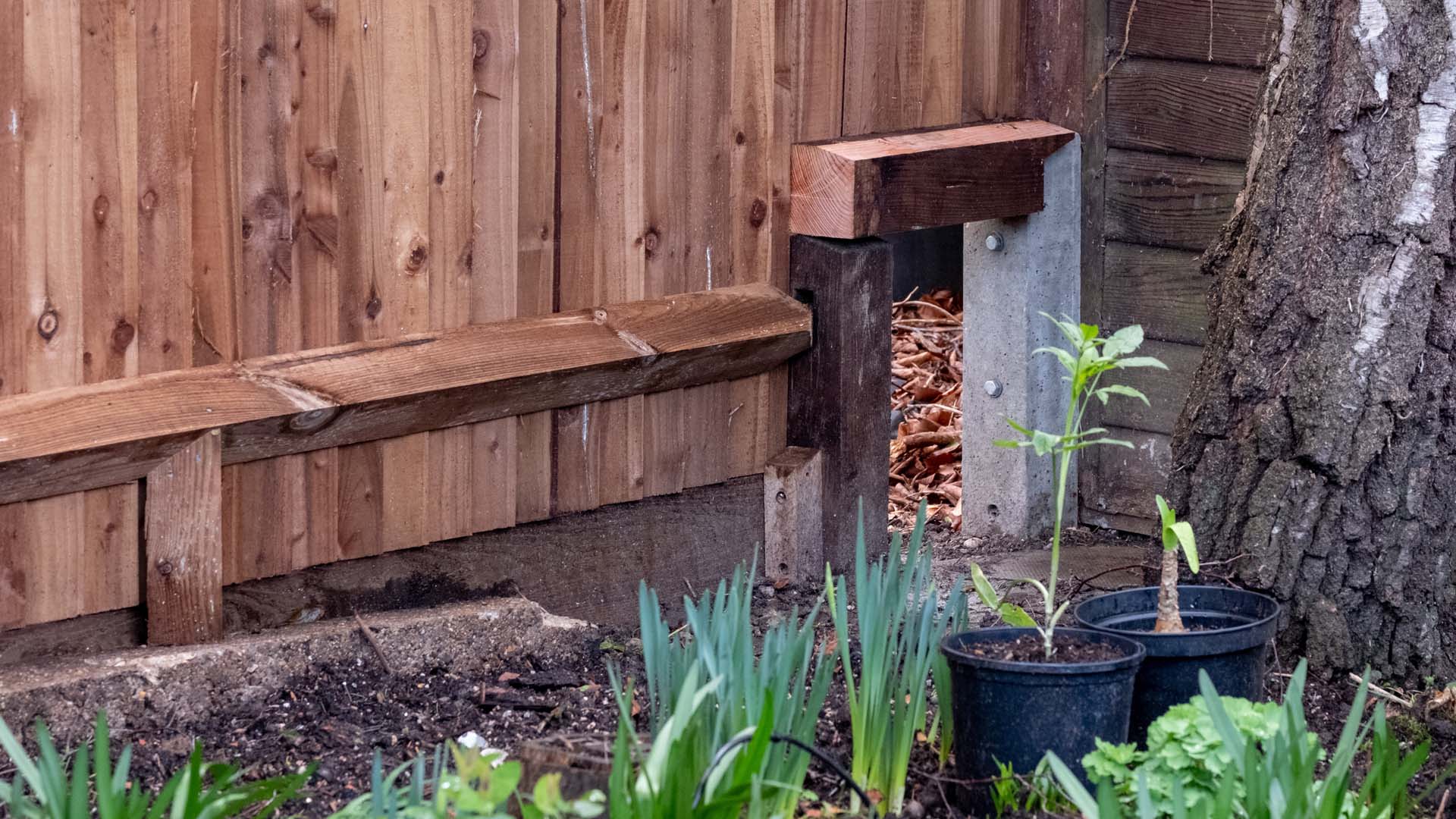 A hedgehog highway in an urban garden in London UK. The gap in the wooden fence is large enough to let wildlife, including hedgehogs and badgers, roam freely from garden to garden