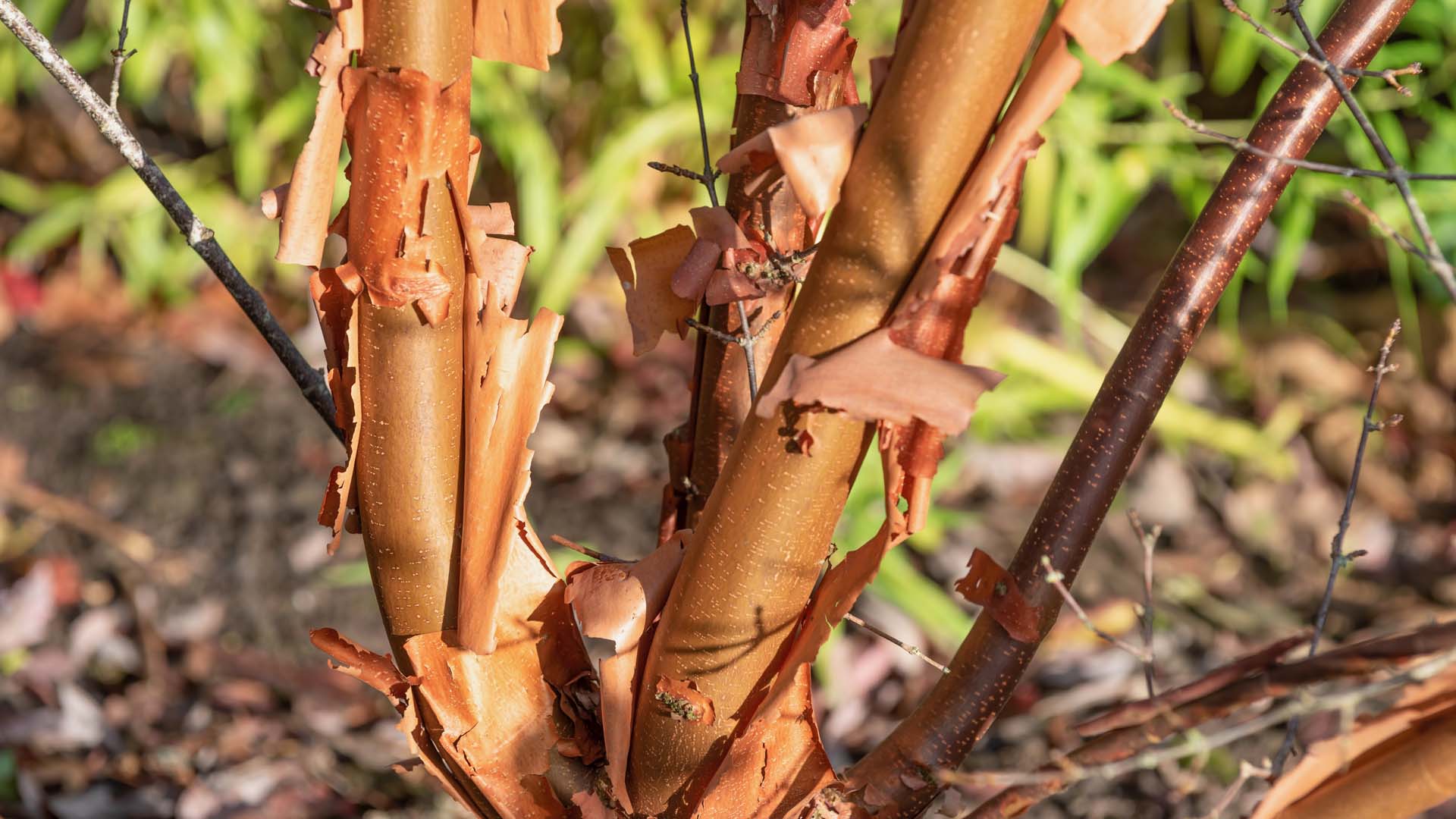 Close-up of a branch of Paperbark maple bark, Acer griseum