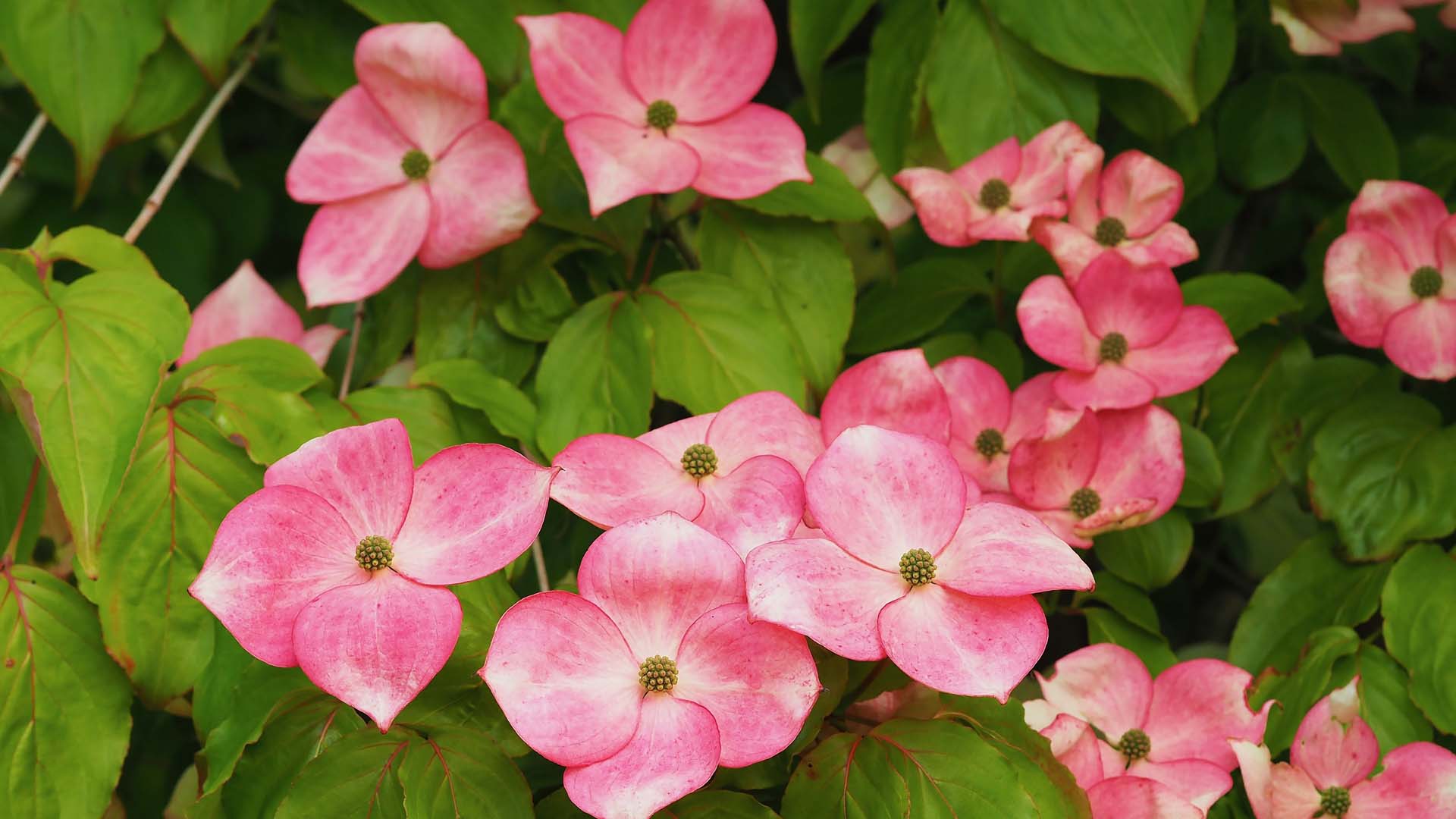 Pink flowers on a dogwood shrub, Cornus kousa Miss Satomi