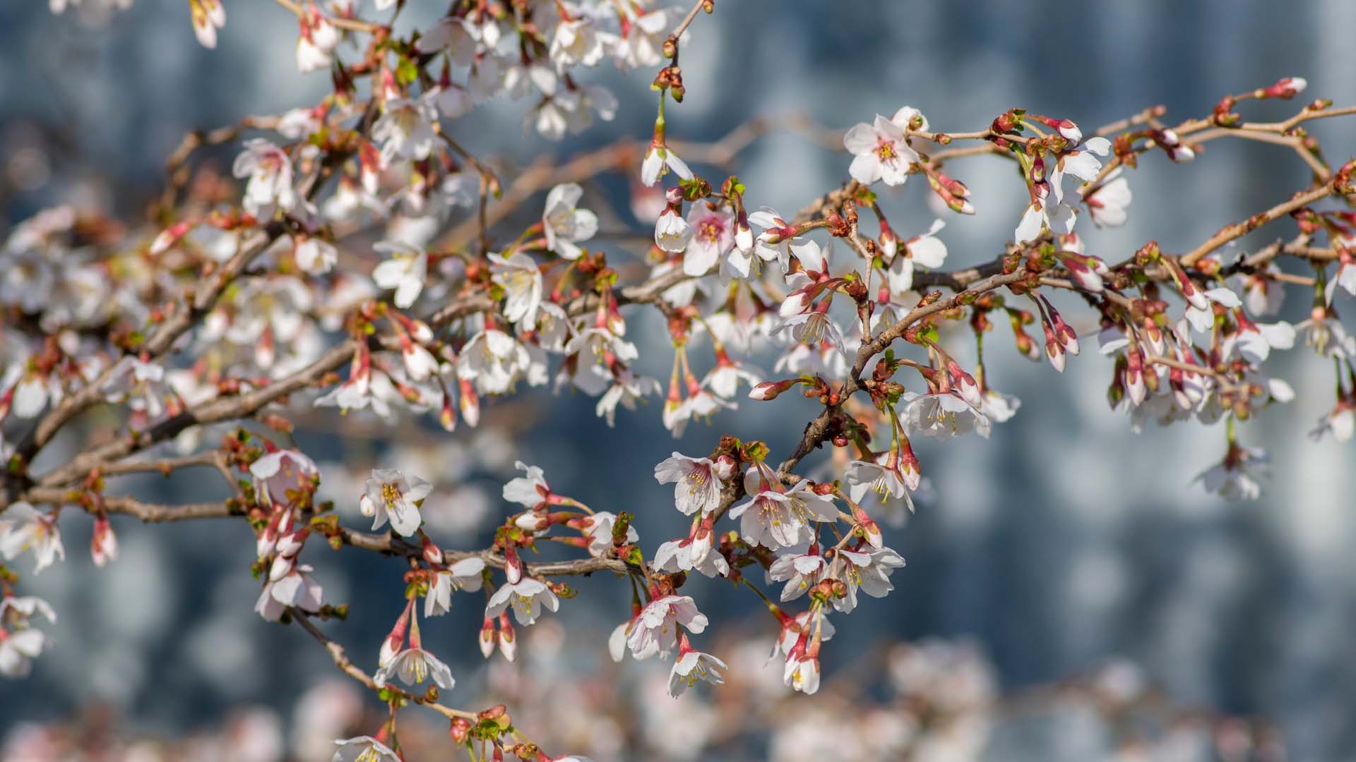 Prunus incisa Kojou-no-mai flowering early spring ornamental tree, beautiful small bright white flowers in bloom on branches