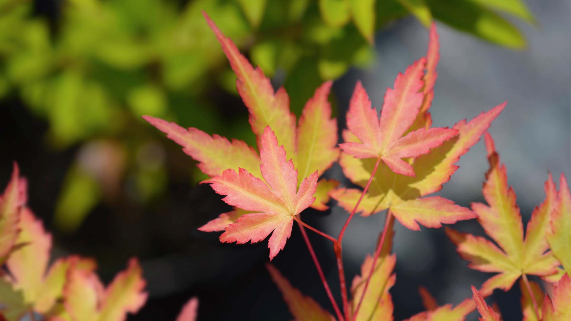 Close up of Japanese Maple Sango Kaku ,Latin name - Acer palmatum Sango Kaku