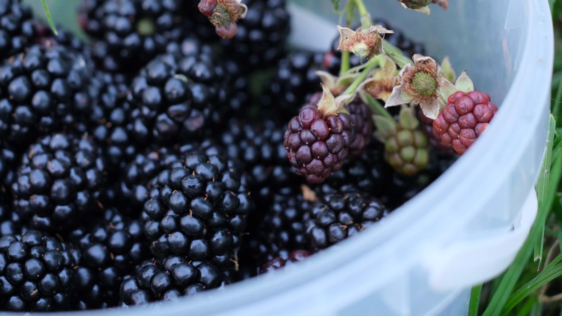 A clear plastic bucket full of blackberries