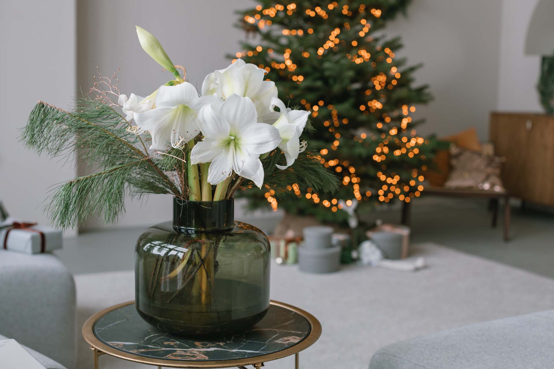 Christmas amaryllis