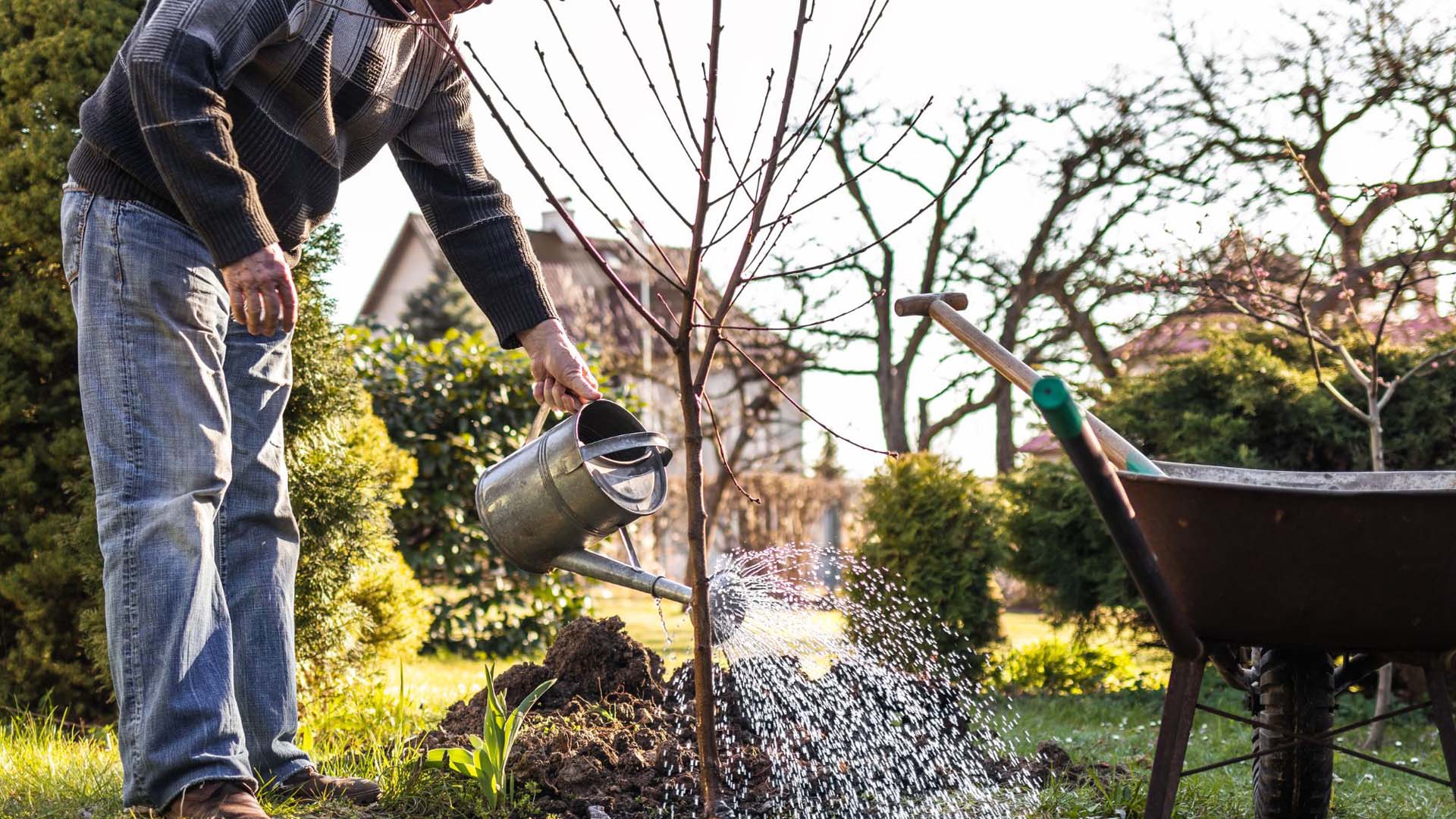 A man watering a young tree branch