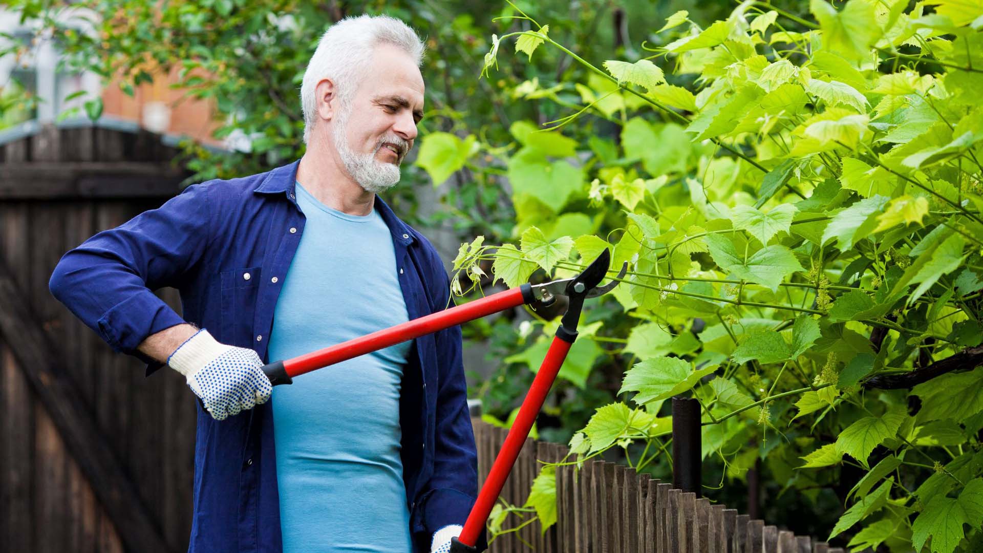 Man pruning the green leaves from the other side of his fence.