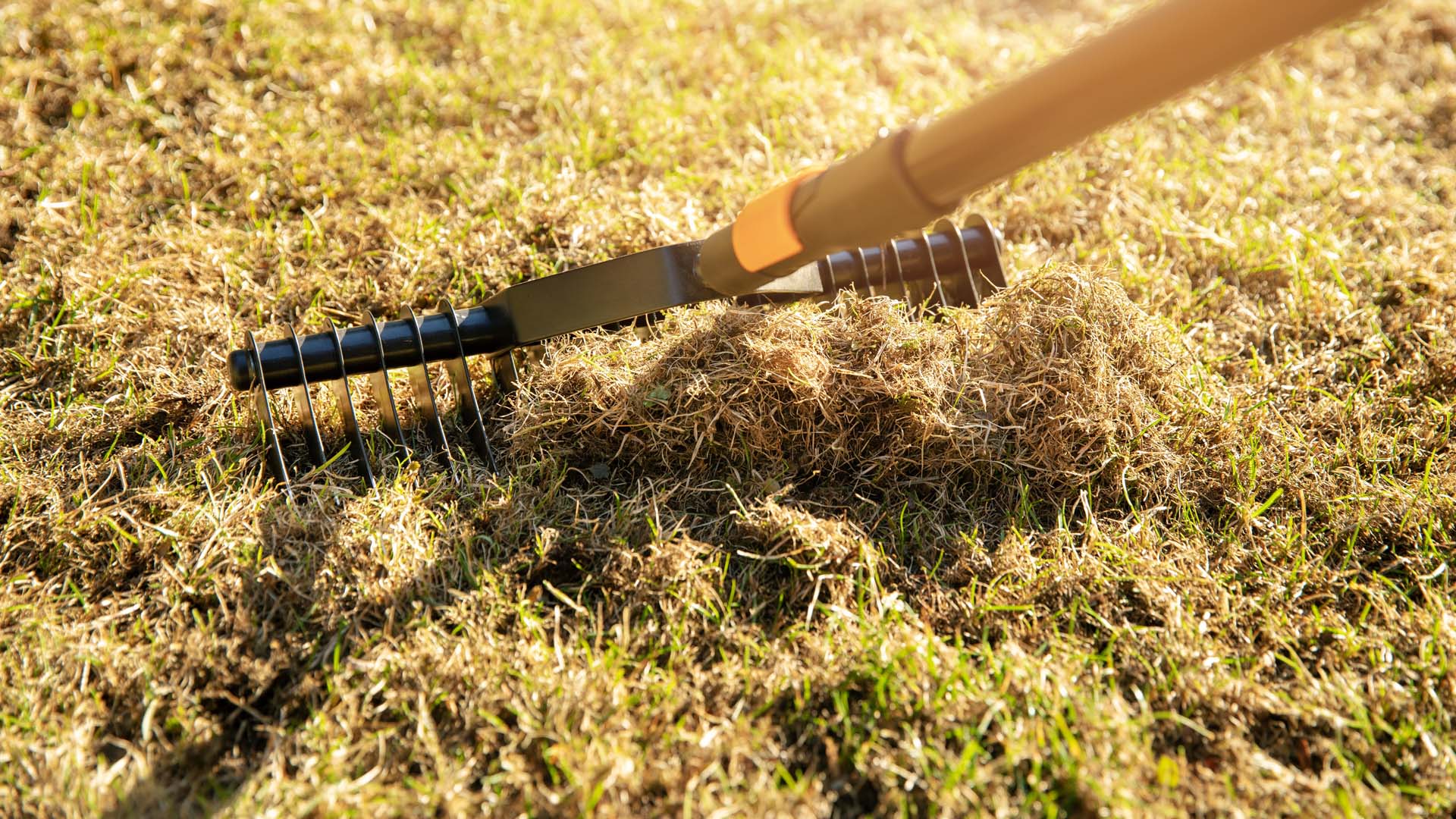 Close-up of a rake scarifying a lawn on a sunny day.