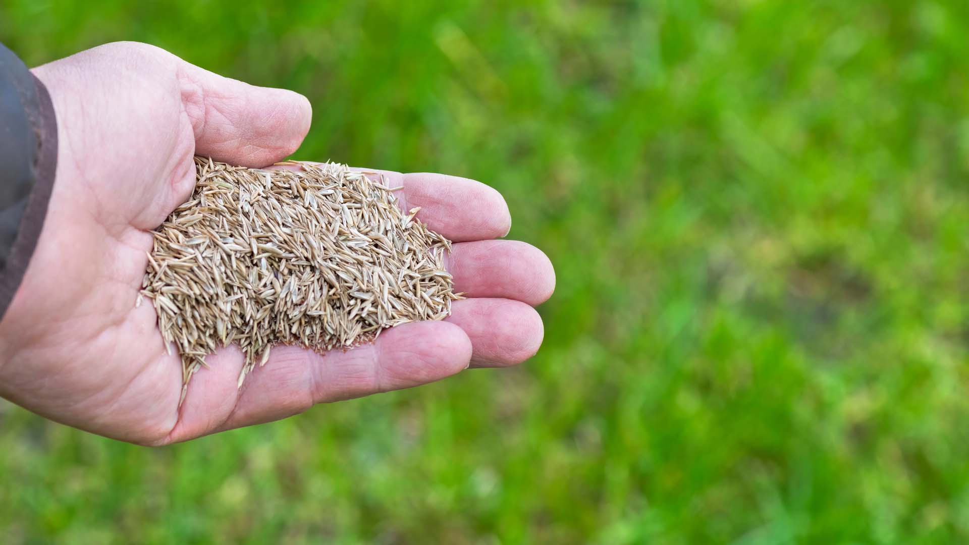 Close-up of a hand holding grass seeds for overseeding.