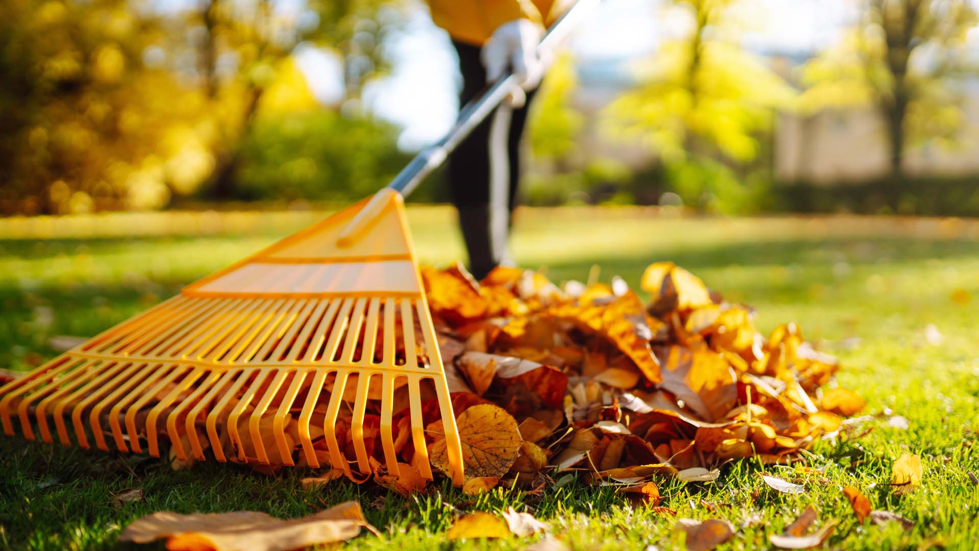 Collection of fallen leaves. Raking autumn leaves from the lawn on the lawn in the autumn park. Using a rake to clear fallen leaves. The concept of volunteering, seasonal gardening.