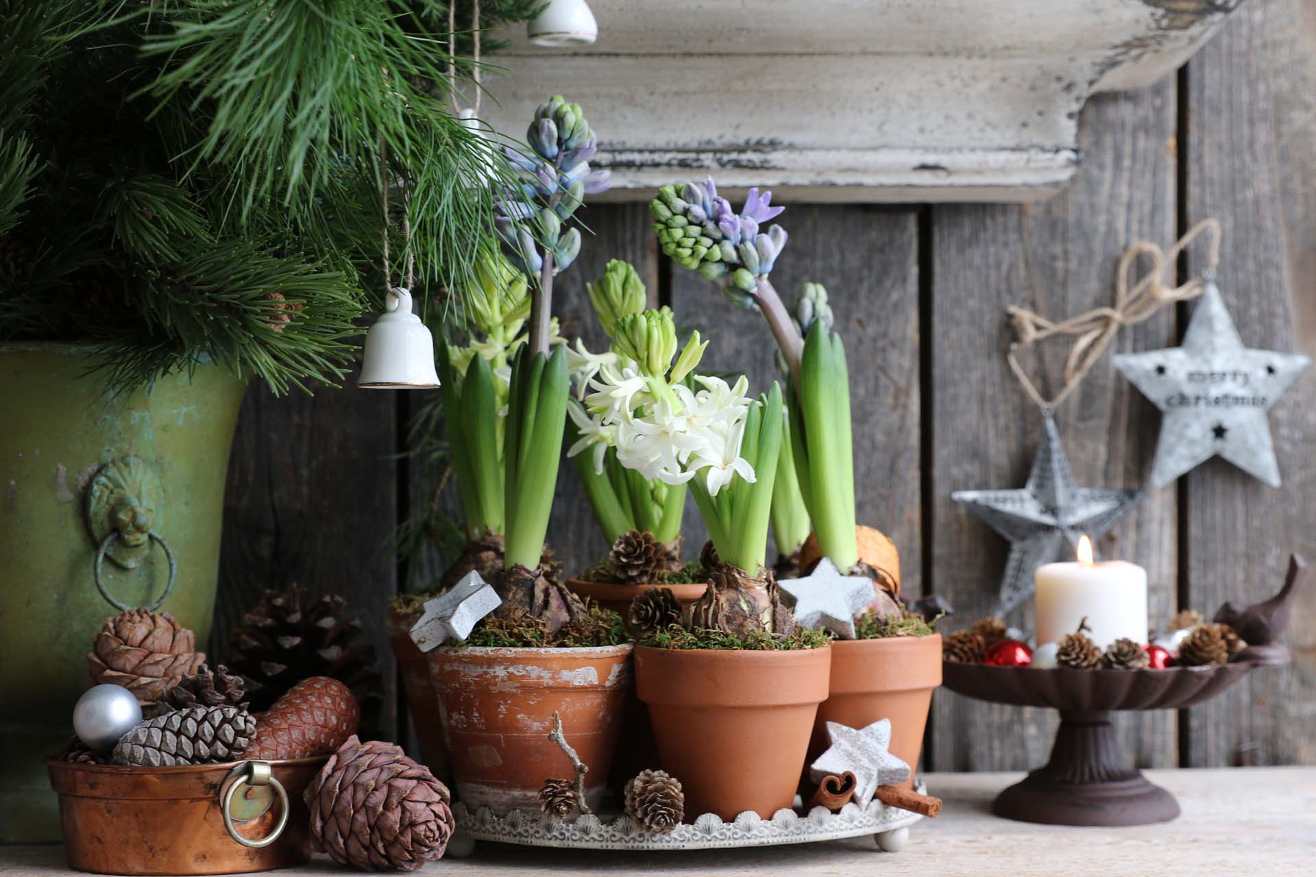 Forcing indoor bulbs so they bloom at Christmas makes a beautiful addition to any festive decoration