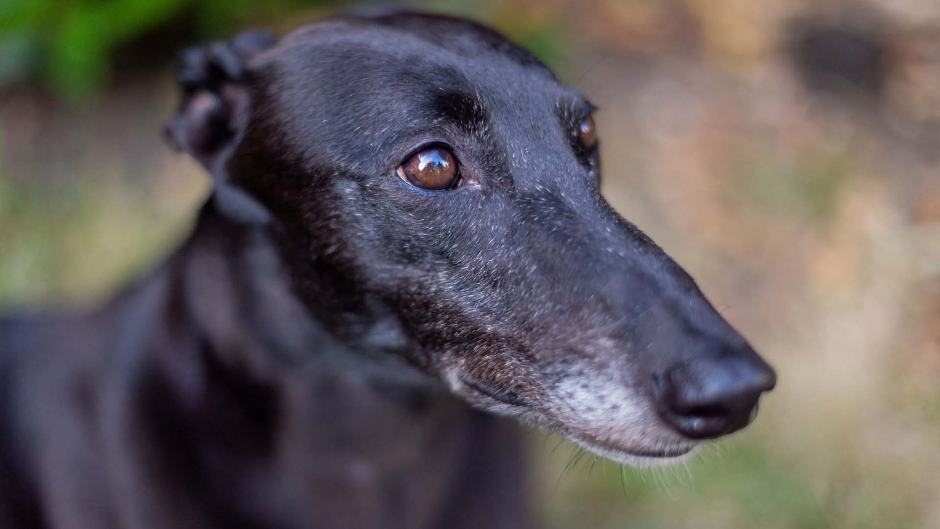 Black rescue greyhound