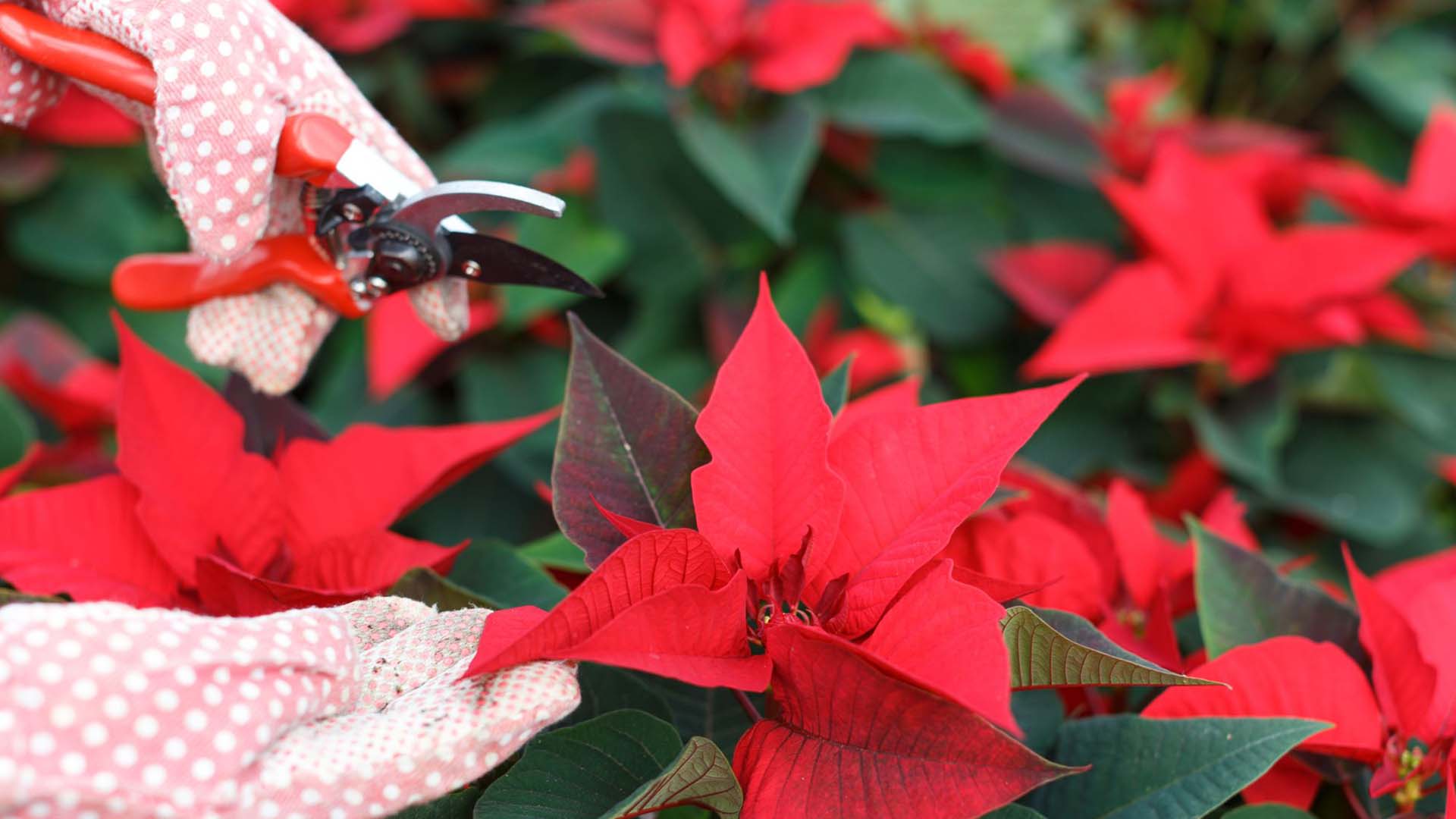 Pruning a poinsettia