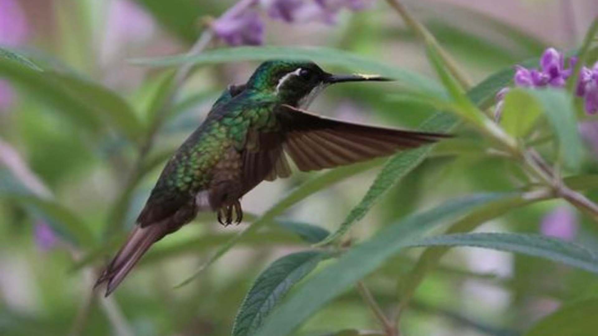 Sunbird flying in between flowers