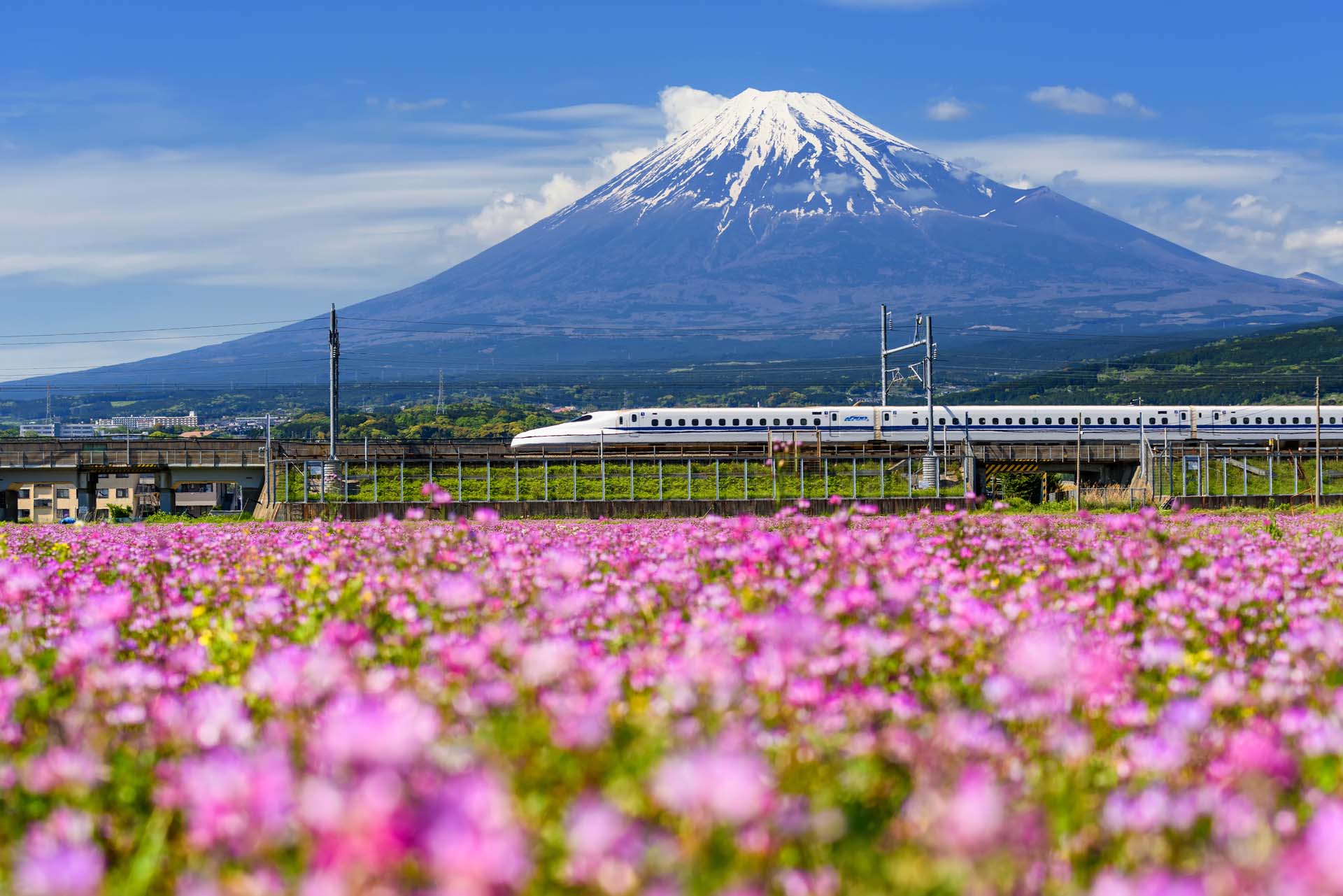 A bullet train in Japan going past a field filled with pink flowers with Mt Fuji in the background and a blue sky
