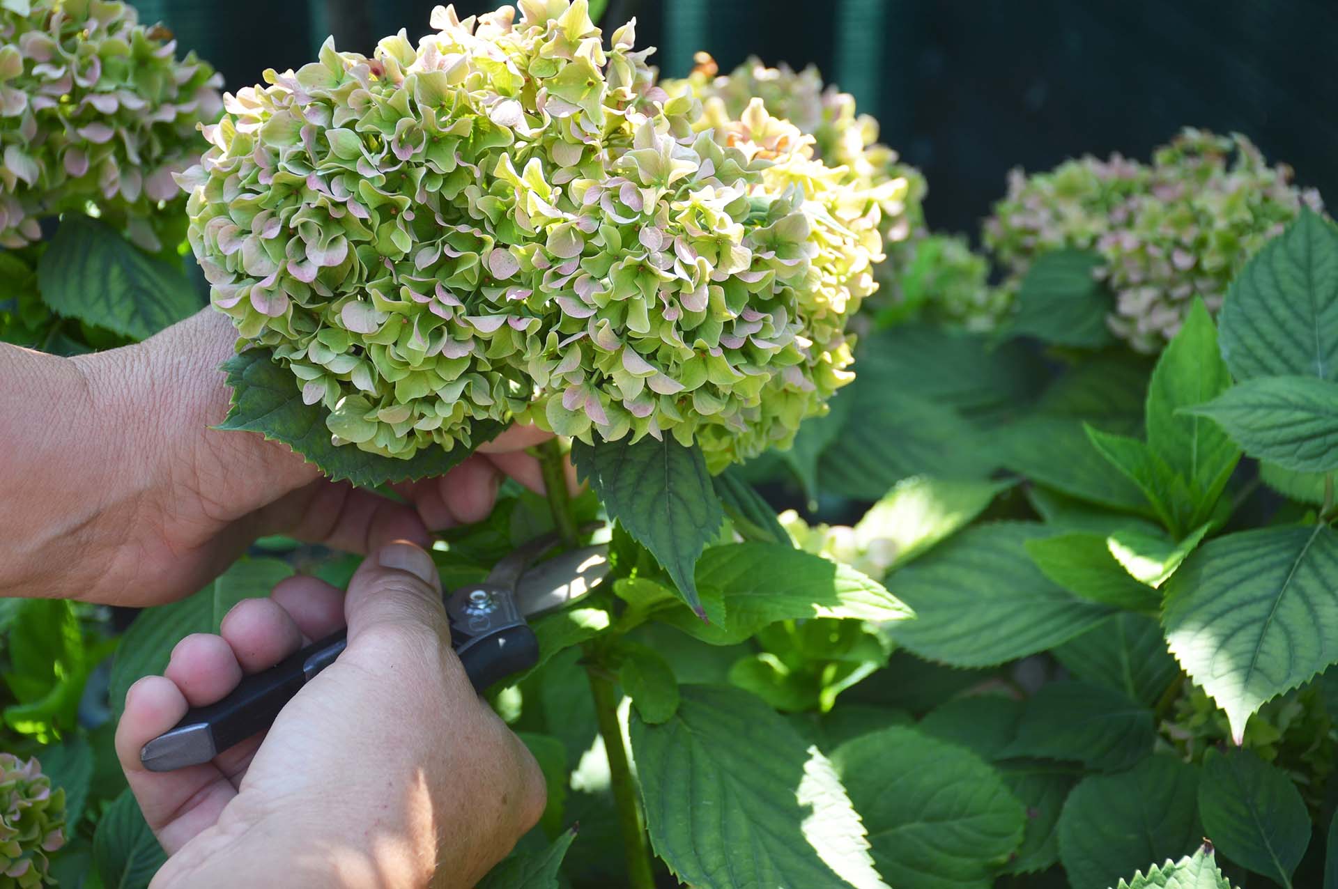 Deadhead hydrangeas before the sap starts to rise