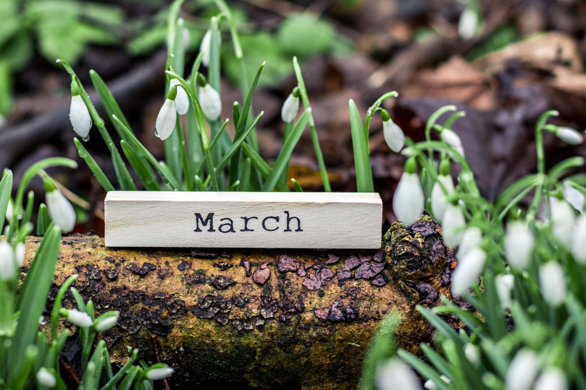 Close-up of snowdrops and a small wooden block that says 'March'