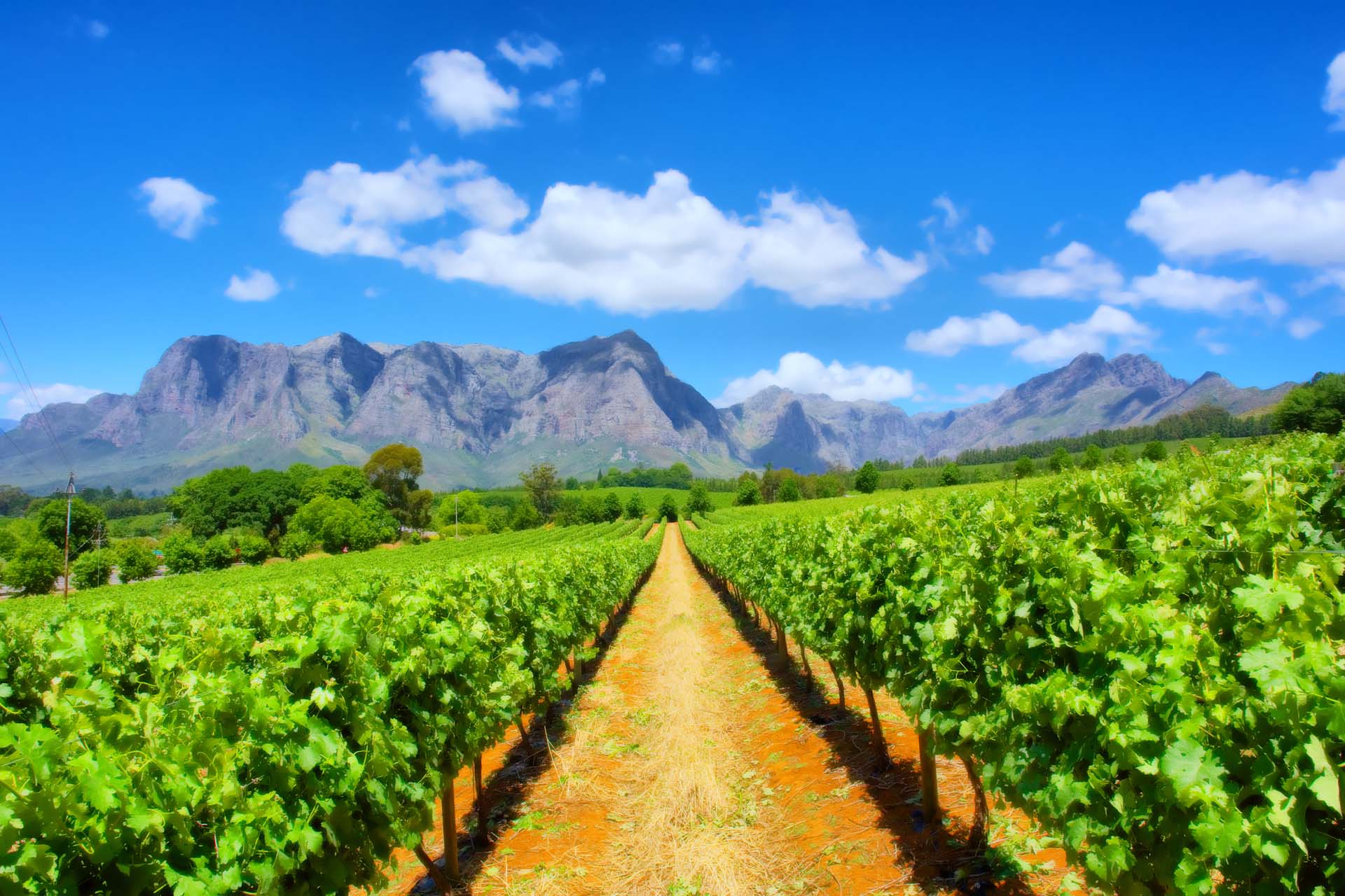 A view of vineyards in South Africa with mountains in the background and a blue sky