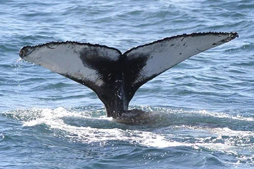 A whale tail disappearing into the ocean